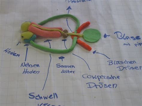 Sie mündet unten in den scheidenvorhof und wird oberhalb durch den äußeren muttermund abgeschlossen, der in den gebärmutterhals (cervix uteri) führt. Sexualpädagogische Veranstaltungen