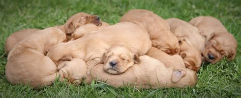 Getting our girl, lola, from my golden retriever puppies was a great decision!! Quite a pile of adorable dark red Golden Retriever puppies ...