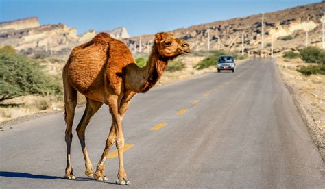 Reply to 'how are you?' من خوبم ممنون، شما چطوريد؟ (man khubam mamnun, shoma chetorid?) how do you say. Iranian Camels To Be Fitted With Registration Plates