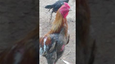 Bagaimana muat turun gambar gambar ayam. ayam pama dan mangon koleksi saya - YouTube