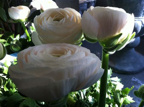 Immagini e cartoline nuove con la scritta buona notte. Boutique dei Fiori: PROFUMO Di PRiMAVERA