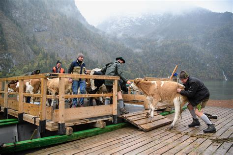 Genaue örtliche wettervorhersage für die nächsten zwei stunden, minute für minute. Almabtrieb am Königssee | BR24