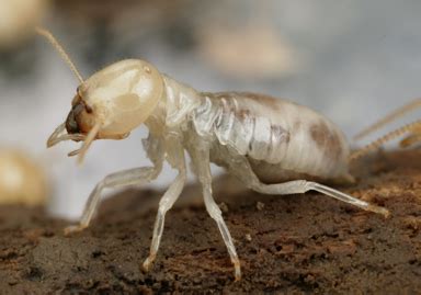 Also, do not leave any cardboard boxes, including food boxes, in the open. Frechin Pest Control