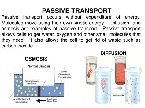 Imagine you and two other people are waiting for an elevator in the lobby of a we call this stuff solute. PPT - OSMOSIS and DIFFUSION PowerPoint Presentation, free ...