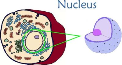 Animal cell lacking nuclei would also lack in q.27: Plant and Animal Cells - Science Education 1 with Kahre at ...