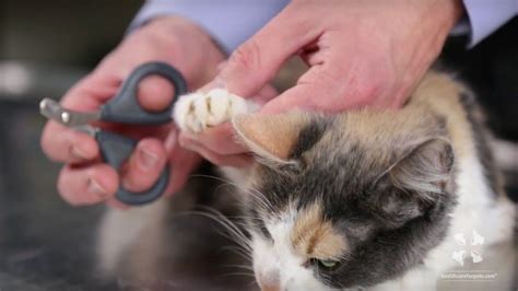 A cat's claws grow continuously, just like people's and dogs' nails. Vet Tutorial | How to Safely Trim a Cat's Nails | Cat care ...