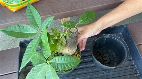It's actually a tree in its native habitat, so he believes it would have to grow to a mature size to produce. Plant Rescue: 'Stumpy Money Tree' | Pachira aquatica ...