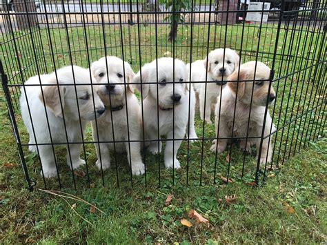 Maybe you would like to learn more about one of these? Puppies for Sale in Eugene, OR 97401 - Baby Golden Retrievers for Sale