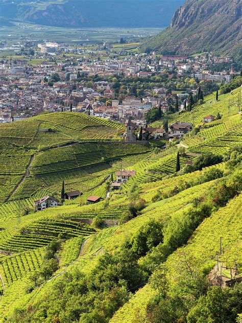 See 191 traveller reviews, 45 candid photos, and great deals for kolpinghaus bozen, ranked #18 of 27 hotels in bolzano and rated 3.5 of 5 at tripadvisor. Viniculture Around Bozen (bolzano Photograph by Martin Zwick