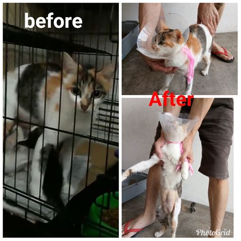 Serviced suites in ara damansara apartment complexes offer a more affordable entrance point for homebuyers exploring the area. Neutering aid for 1 cat in Ara Damansara (Chin Chee Vee's ...