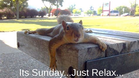 Funny pictures of animals fun claw: Pin by Lisa Clark on Funny & Random Pictures | Funny ...