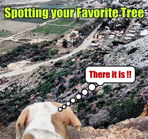 Learn how to walk your dog like a pro with these simple tactics. How Do You Spell Relief? - I Has A Hotdog - Dog Pictures ...