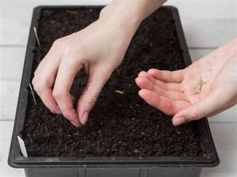 The dry seeds were about 96% strike and the wet paper ones were 83 percent and the soaked for 24 hrs ones, were 47%. Do You Have to Dry Tomato Seeds Before Planting?