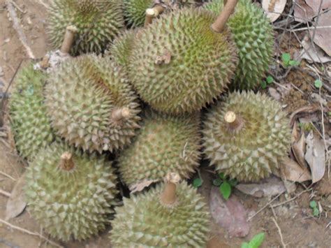 Seri muka durian yang sangat sedap. sueda: seri muka durian
