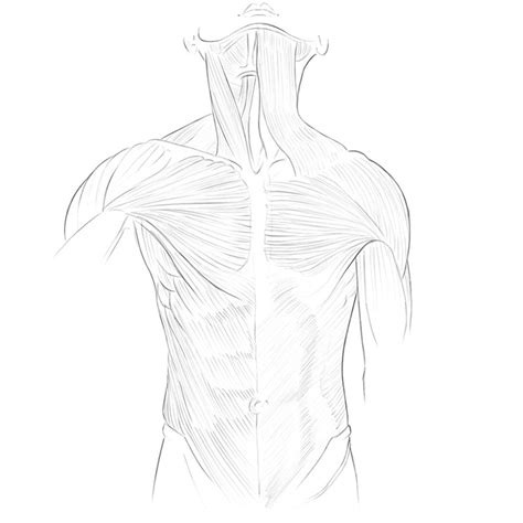 How to draw the female figure and torso. Torso Muscles Anatomy | Drawingforall.net