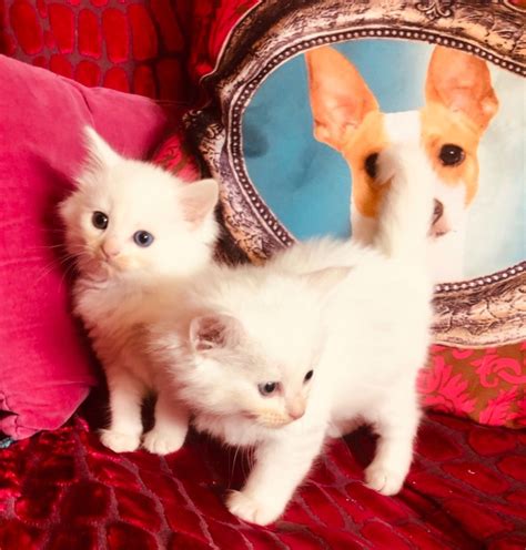 For those customers that desire variety, we have a vast color selection available in both the traditional long hair. 4 Pure White Long Haired Kittens Persian Cross | 171574 ...