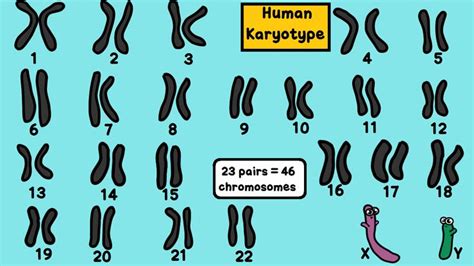 Maybe you would like to learn more about one of these? Amoeba Sisters Alleles And Genes Answer Key Quizlet ...