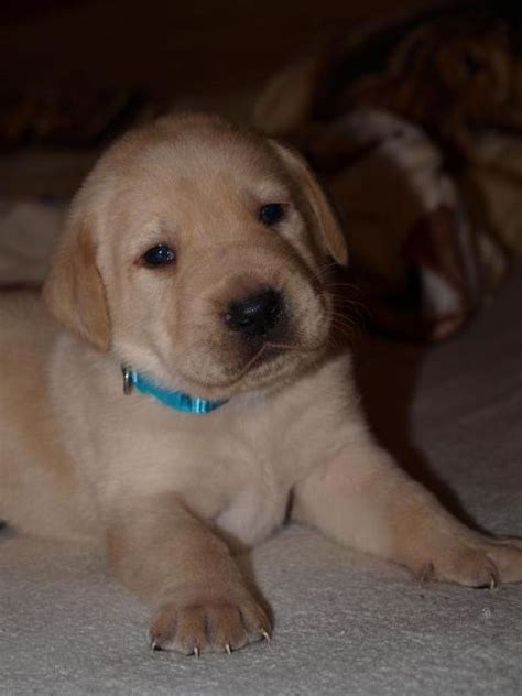 Uns ist es wichtig, die hundebabys schritt für schritt an alle. Labrador Welpen blond, suchen ein liebevolles Zuhause ...