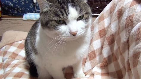 Find images of sleeping cat. 【今日も飼主に寄り添い眠る猫】Cat sleeping beside the owner - YouTube