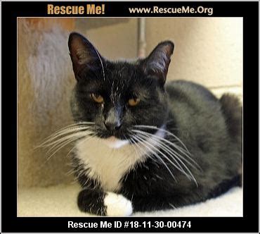 If you're interested in fostering an animal with special. - Ohio Cat Rescue - ADOPTIONS - Rescue Me!