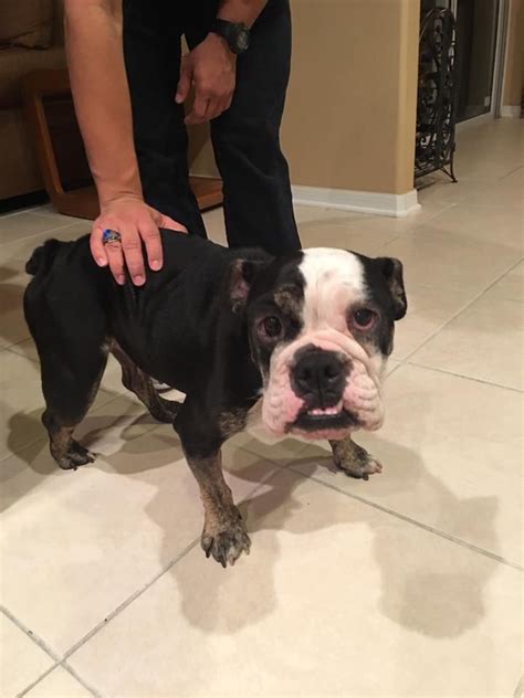 Bulldogs come in and they need a place to heal before they are ready to be adopted to their forever families. Available for Adoption | Florida English Bulldog Rescue ...