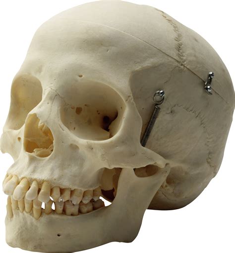 Camp gpv 235 pencabut nyawa. Skull Pencabut Nyawa Png / Skull / Самые новые твиты от ...