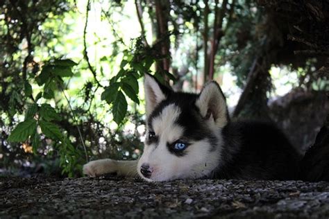 Il cucciolo perfetto potrebbe trovarsi lontano. Cuccioli di Siberian Husky: cosa sapere su di loro