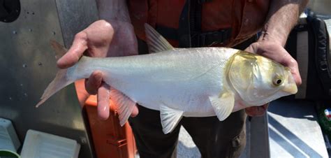 Target ikan rohu dapat ikan tongsan sisik kasar | lombong tanjung tualang. Kenali Ikan Tongsan Sisik Halus - Umpan