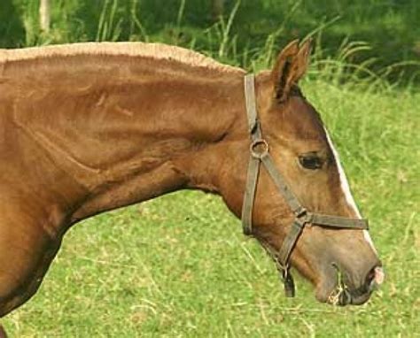 Im tierheim sedelsberg warten wieder zahlreiche tiere auf ein neues zuhause. Freiberger-Fohlen suchen ein neues Zuhause | tieranzeigen.net