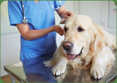 We realize your pet is an important part of your life; Parkview Pet Hospital | Wellness Care Long Beach, Lakewood ...