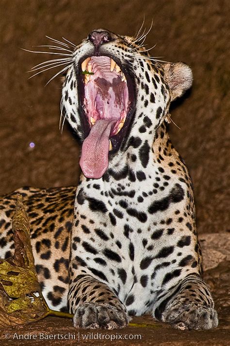Jaguars are also powerful, giving it the strength to move slowly and silently through the forest when. Jaguar (Panthera onca), adult female | WILDTROPIX | ANDRE ...