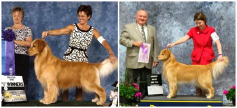 Find golden retrievers for sale in charleston, sc on oodle classifieds. Oakleaf Goldens - Golden Retrievers - South Carolina