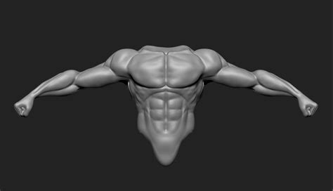 My anatomy journal was beautifully made and even delivered a couple days before christmas, even though i. anatomy 3D model Male Torso | CGTrader