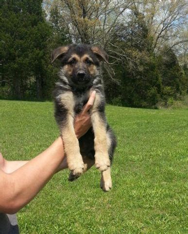 Current on wormingsa nd shots. AKC German Shepherd puppies! - 8 weeks old for Sale in ...