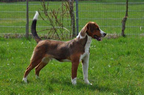 Bei unseren recherchen s tießen wir auf die zuchtstätte vom bunten hundehof in vorarlberg und fanden. Österreichischer Pinscher - Wikipedia