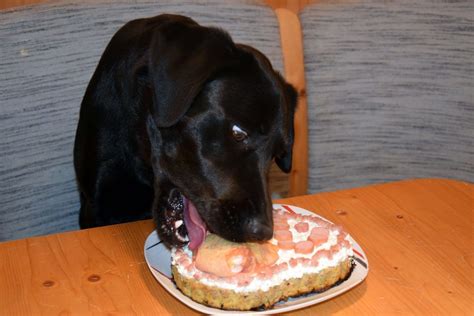 Dadurch löst sich der kuchen später leichter. Hundekuchen selber machen - Torte für Hunde | Hunde kuchen ...