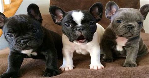 The lifespan of a purebred english bulldog, the fourth most popular dog, is not long. How Long Do French Bulldogs Live - petfinder