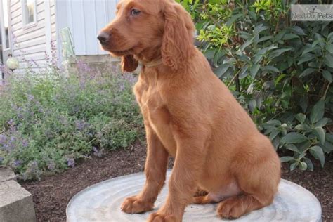 The irish setter makes for a breed that is capable of hunting and retrieving and the poodle ensures the breed is intelligent, sensitive, and has a fondness for people. Golden Irish puppy for sale near Akron / Canton, Ohio. | fe1ed46d-bac1