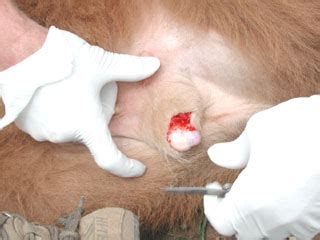 Read through to find more about the causes and cure for. Castration (Surgical)