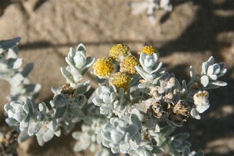 Αυτό αναφέρεται στη μορφή της ταξιανθίας. Otanthus maritimus