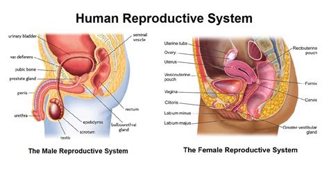 All these organs unite to produce sperms, male. Human Reproductive system- Formation of gametes, Organs ...