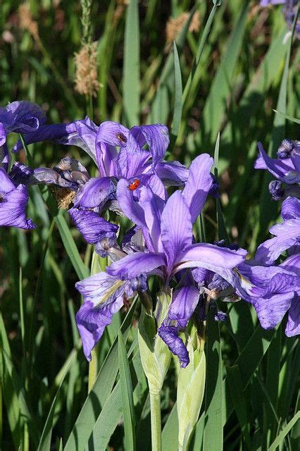 Is an ornamental and medicinal plant used since ancient times for their rhizomes, still utilized today to obtain orris butter. LadyBugs And Wild Iris | Wild iris, Iris, Blue flowers