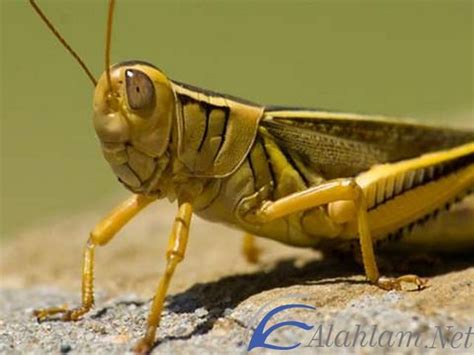 تفسير حلم الطلاق في منام العزباء والمتزوجة والحامل والرجل. تفسير رؤية الجراد في المنام للعصيمي - موقع الاحلام