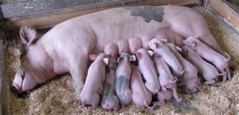 There are now a variety of different isas available, so many brits are scratching their heads over what the different types are, and how many isas any one person can hold. Pinehaven - Farmersville, Ohio: A Day at the Fair