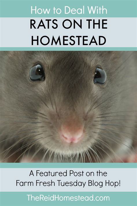 I started this book today in hopes of beginning my piano playing. How to Get Rid of Rats on the Homestead | Getting rid of ...