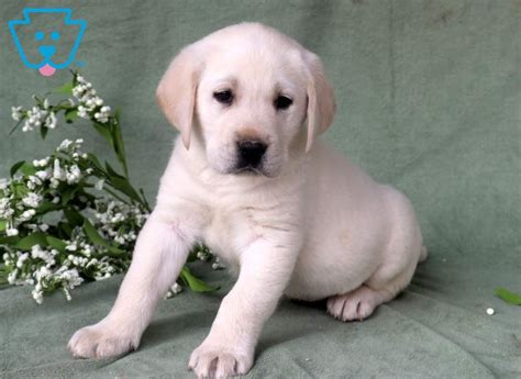 Shipping your puppy is an additional cost. Pongo | Labrador Retriever - English Cream Puppy For Sale ...