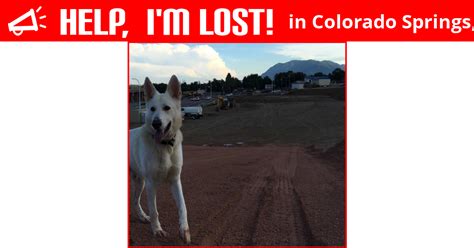 We are here to help lost pets find their way home to their people. Lost Dog (Colorado Springs, Colorado) - Ziggy