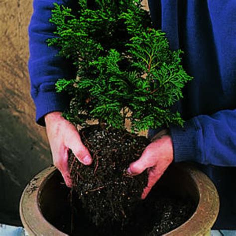 Generally speaking, if your plant is hardy to two zones colder than the area that you are in, it will be a good candidate for being able to survive the winter in a container in your area. How to plant a winter container - Sunset Magazine