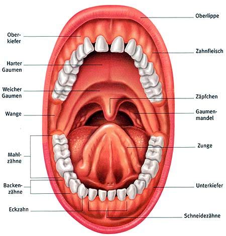 Heute morgen bin ich aufgewacht und hab gemerkt dass es da angeschwollen ist. der Mund und der Rachen - German for all Deutsch für alle
