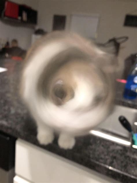 Now we recommend you to download first result drillo mode mp3. Blurry picture of a cat : blurrypicturesofcats
